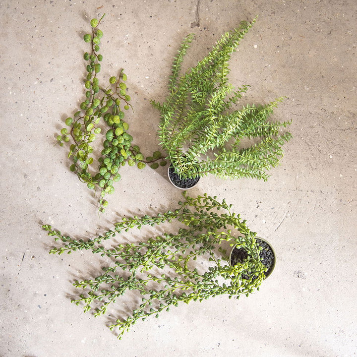 SP heingjiplanta 58 cm