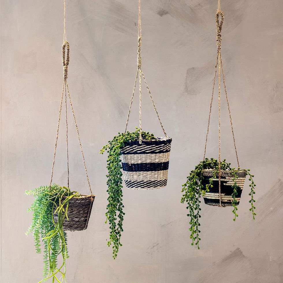 SP heingjiplanta 58 cm