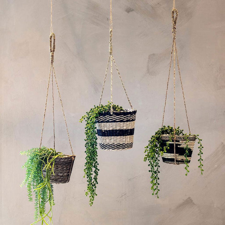 SP heingjiplanta 58 cm