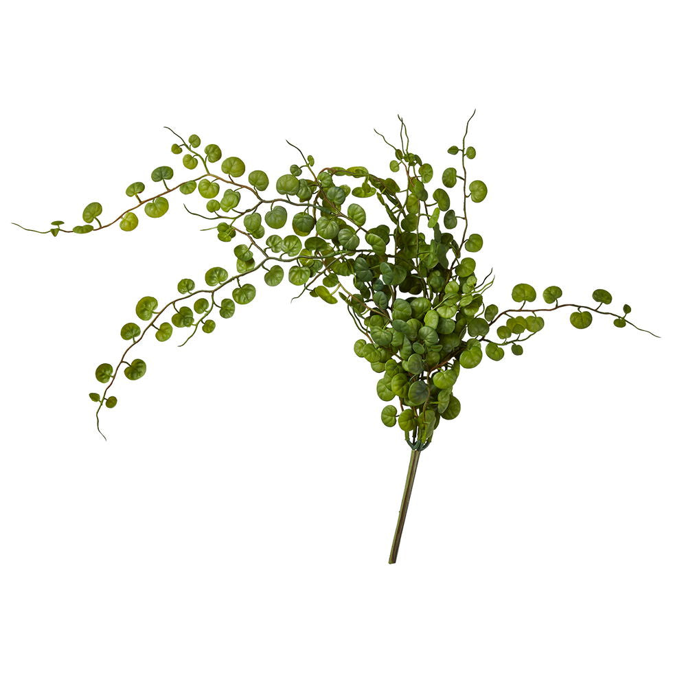 SP heingjiplanta 58 cm