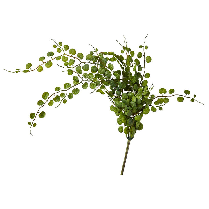 SP heingjiplanta 58 cm