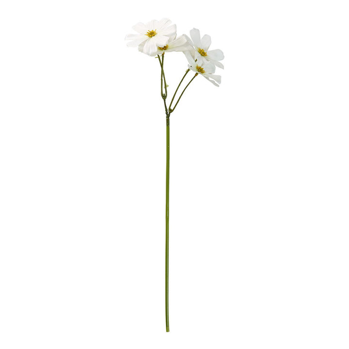 SP stolt kavaler blomstur 45 cm