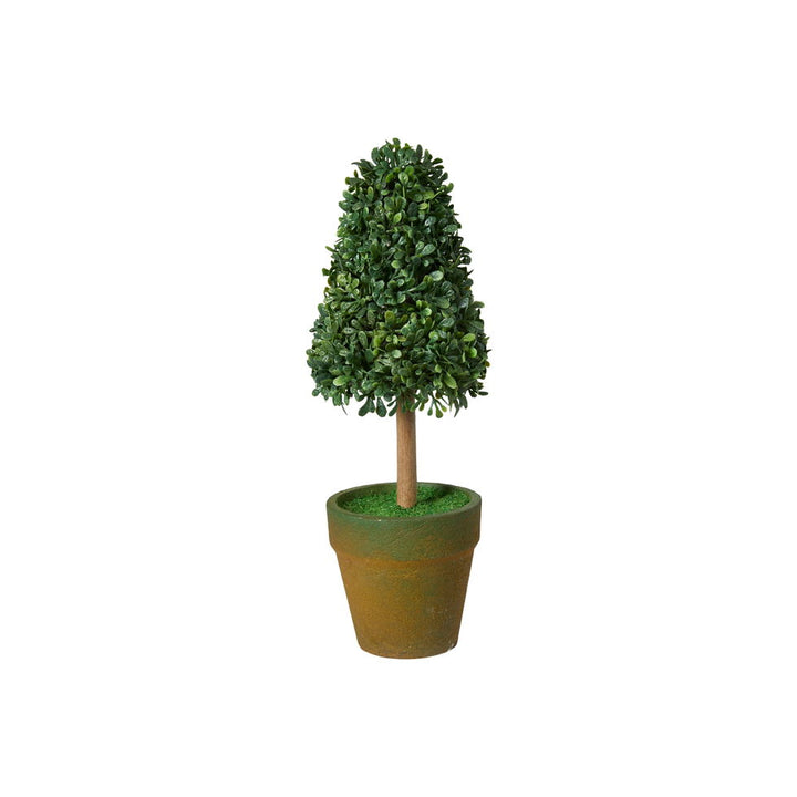 Sp buksbom í pot 21 cm