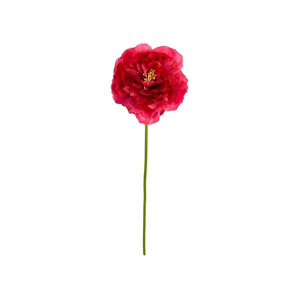 Sp Pæon rosa