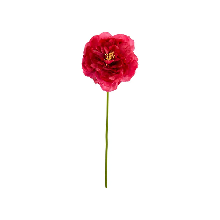 Sp Pæon rosa