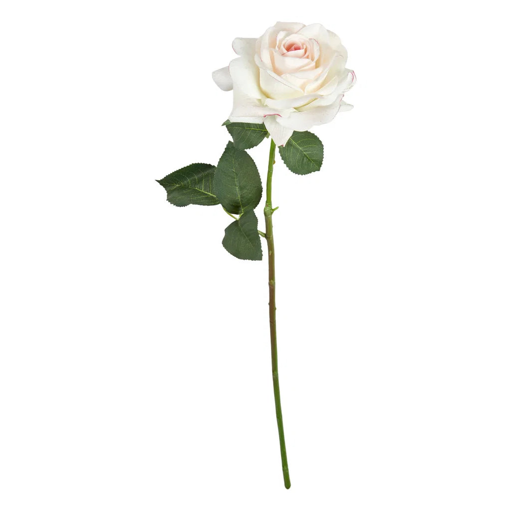 sp Rósa Pale rose