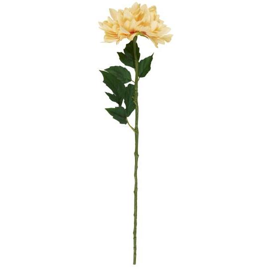 Ib dahlia blomstur
