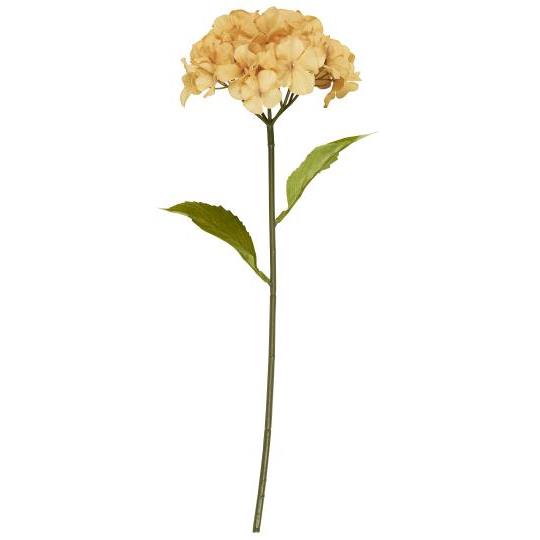 Ib hortensia blomstur