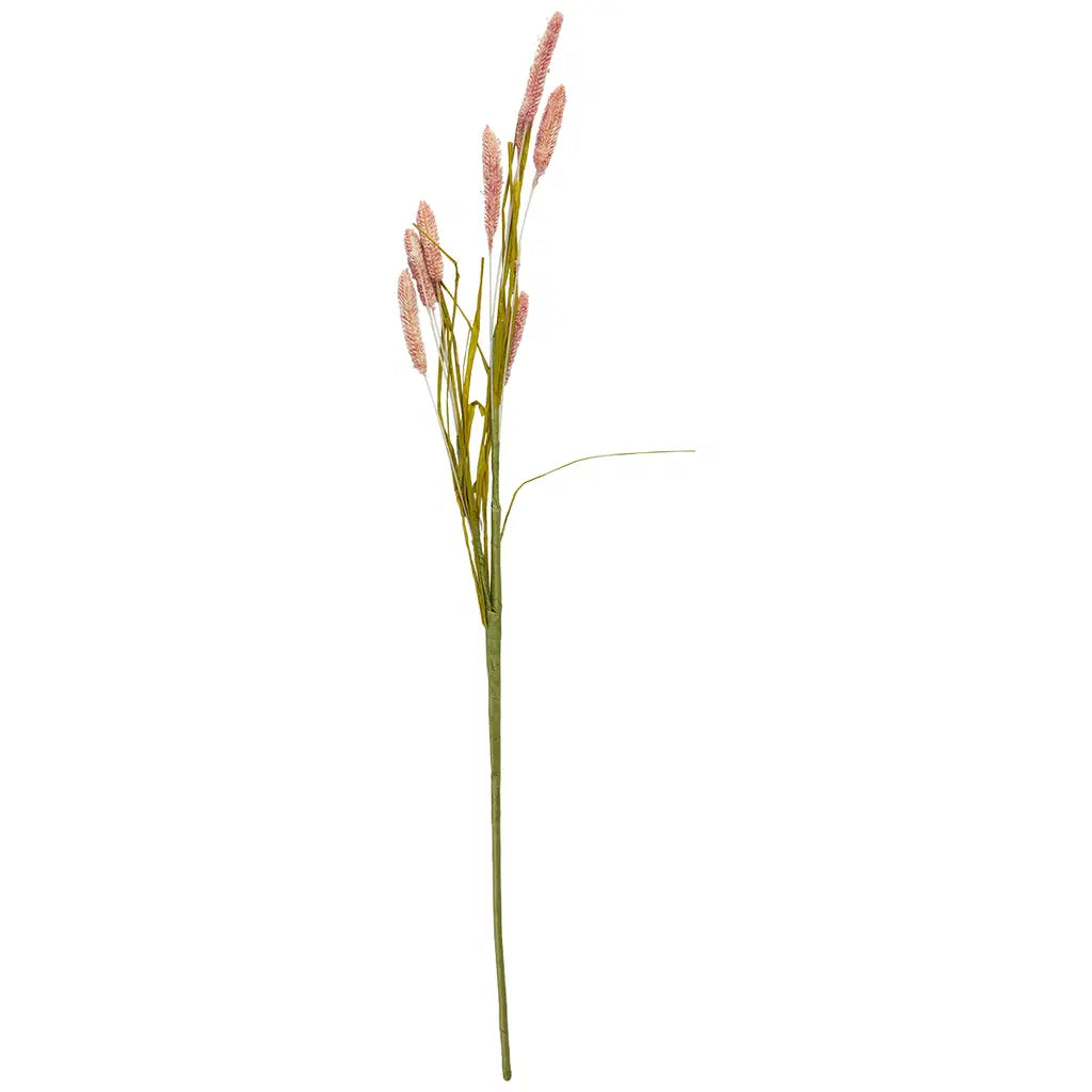 SP Bristlegrass stilk rose 74cm
